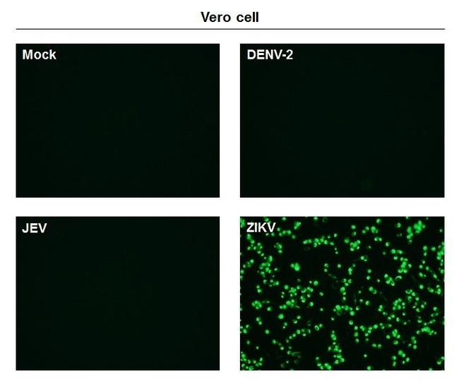 Zika Virus Envelope Protein Antibody in Immunocytochemistry (ICC/IF)