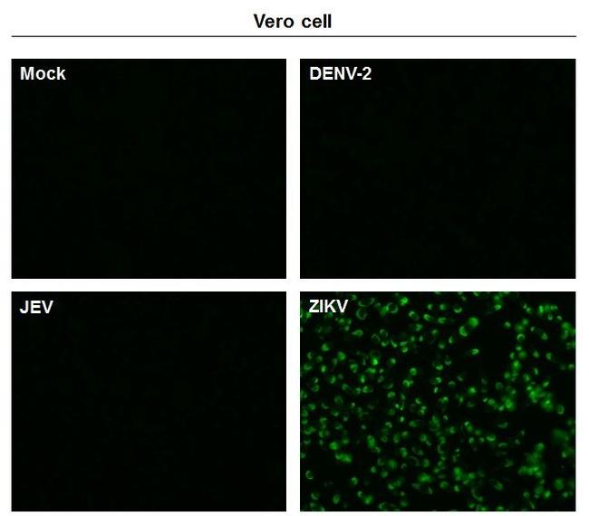 Zika Virus NS1 Antibody in Immunocytochemistry (ICC/IF)