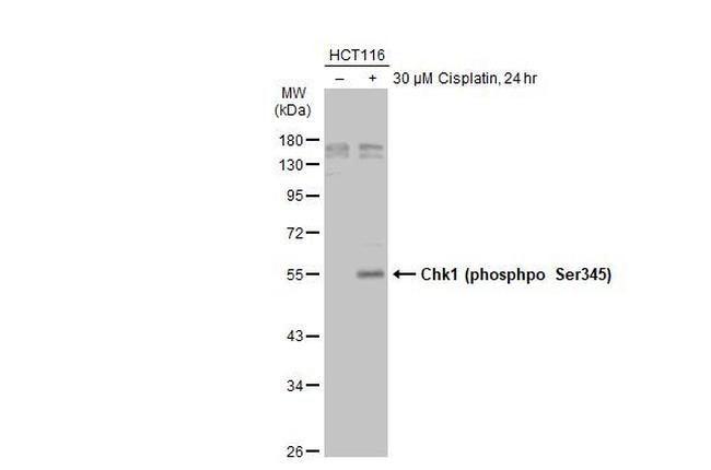 Phospho-Chk1 (Ser345) Antibody in Western Blot (WB)