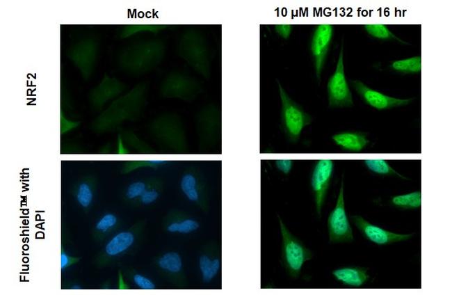 Nrf2 Antibody in Immunocytochemistry (ICC/IF)