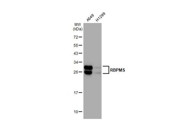 RBPMS Antibody in Western Blot (WB)