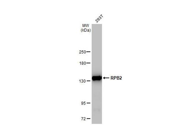 POLR2B Antibody in Western Blot (WB)