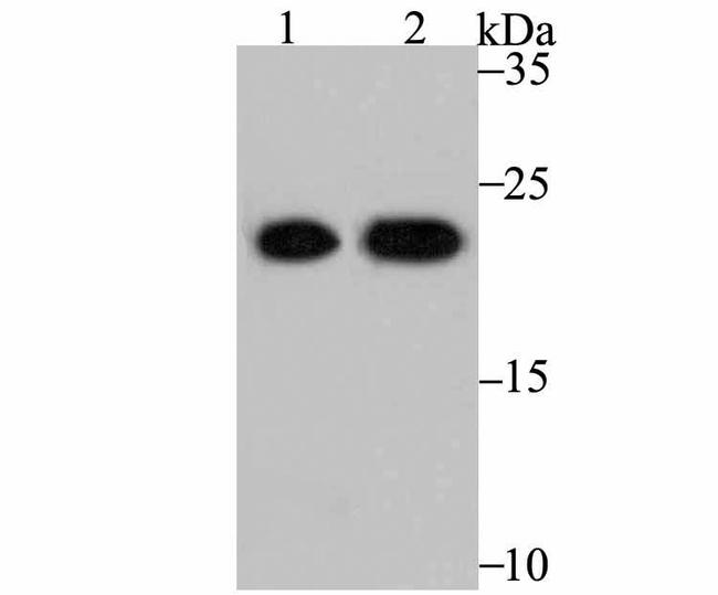 PRDX2 Antibody in Western Blot (WB)