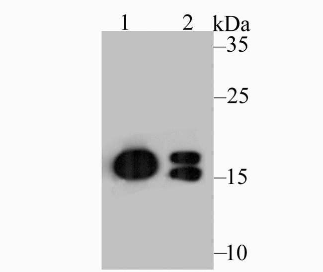 NME1 Antibody in Western Blot (WB)