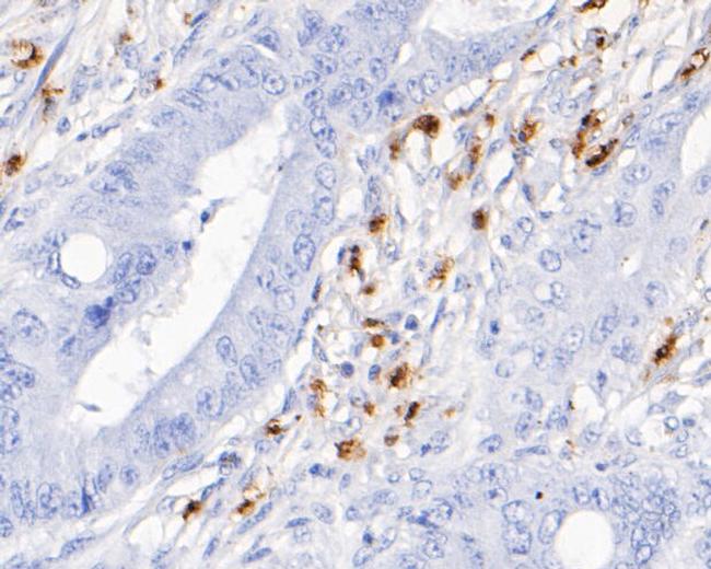 Myeloperoxidase Antibody in Immunohistochemistry (Paraffin) (IHC (P))