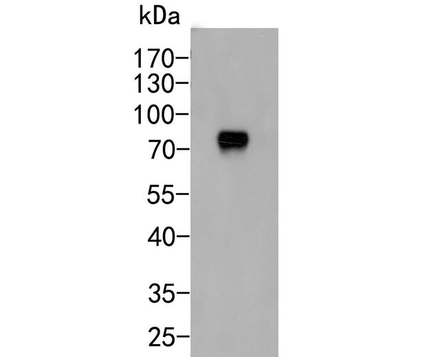 CD55 Antibody in Western Blot (WB)