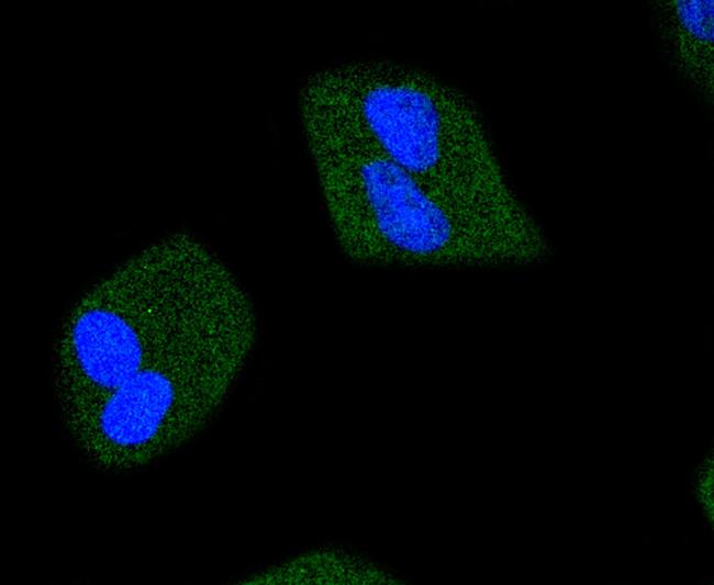 Phospho-JAK2 (Tyr1007, Tyr1008) Antibody in Immunocytochemistry (ICC/IF)