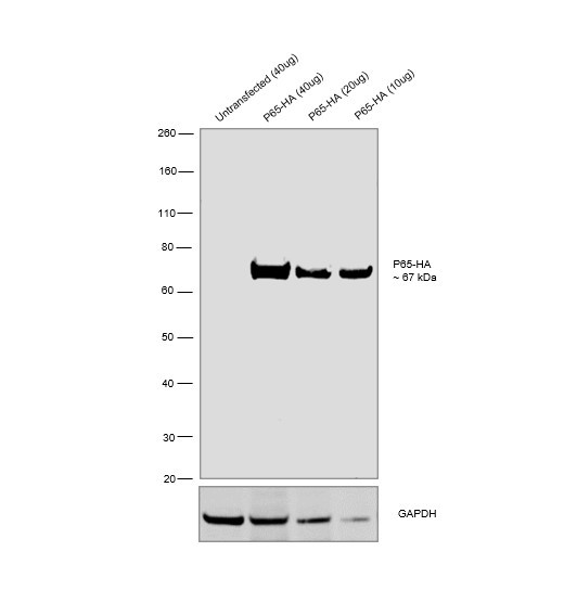 HA Tag Antibody in Western Blot (WB)