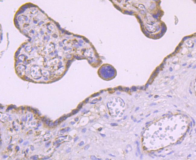 MMP3 Antibody in Immunohistochemistry (Paraffin) (IHC (P))