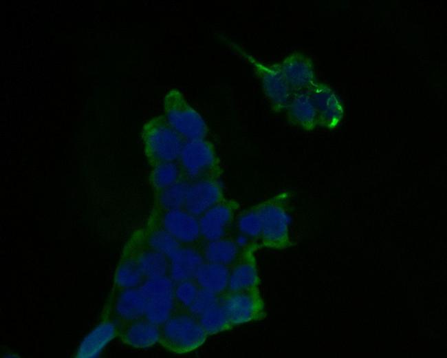 Themis Antibody in Immunocytochemistry (ICC/IF)