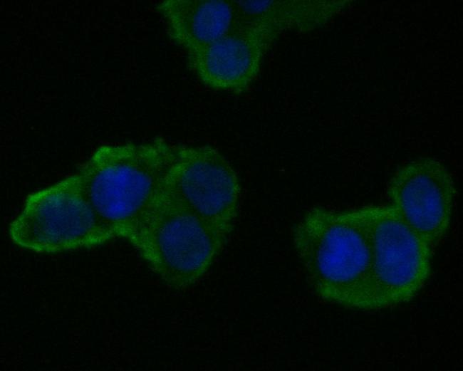 MRPL28 Antibody in Immunocytochemistry (ICC/IF)