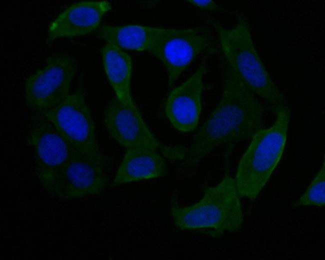 NSUN4 Antibody in Immunocytochemistry (ICC/IF)