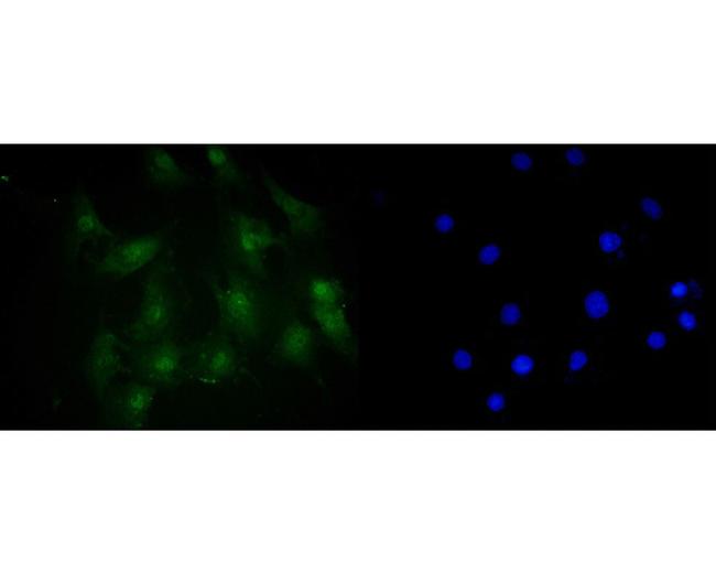 AMPK alpha-2 Antibody in Immunocytochemistry (ICC/IF)