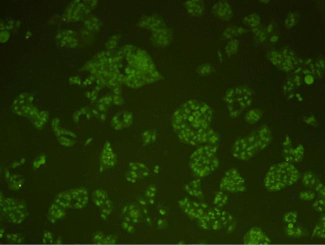 DNA-PK Antibody in Immunocytochemistry (ICC/IF)