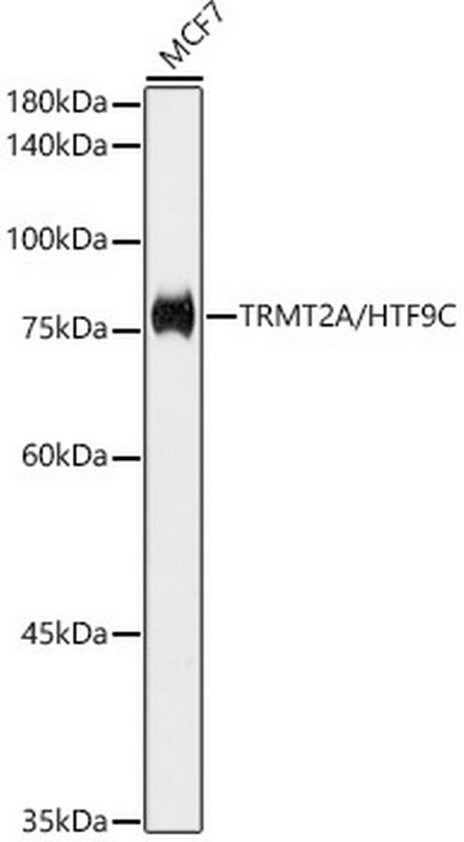 TRMT2A Antibody in Western Blot (WB)