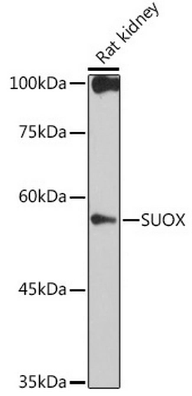 SUOX Antibody in Western Blot (WB)