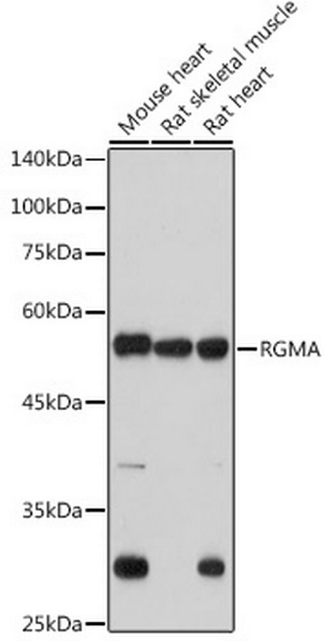 RGMA Antibody in Western Blot (WB)