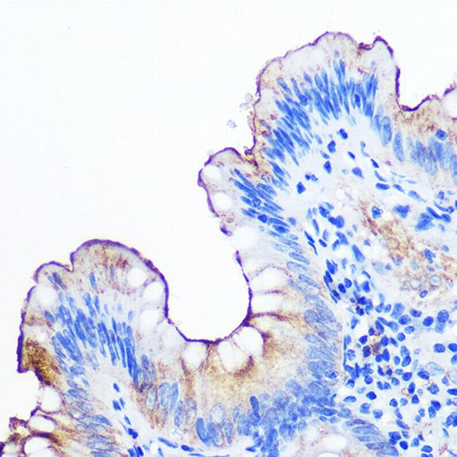 CD66a (CEACAM1) Antibody in Immunohistochemistry (Paraffin) (IHC (P))