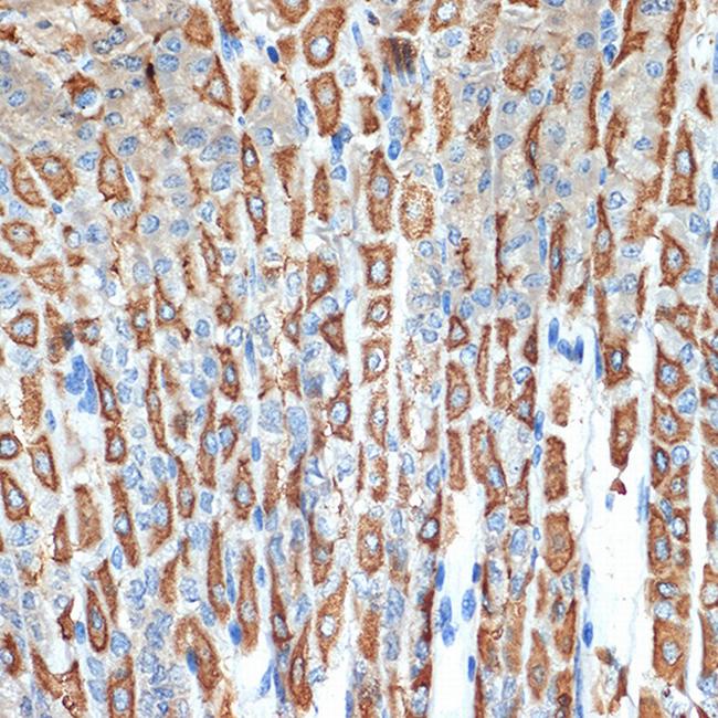 ATP4B Antibody in Immunohistochemistry (Paraffin) (IHC (P))