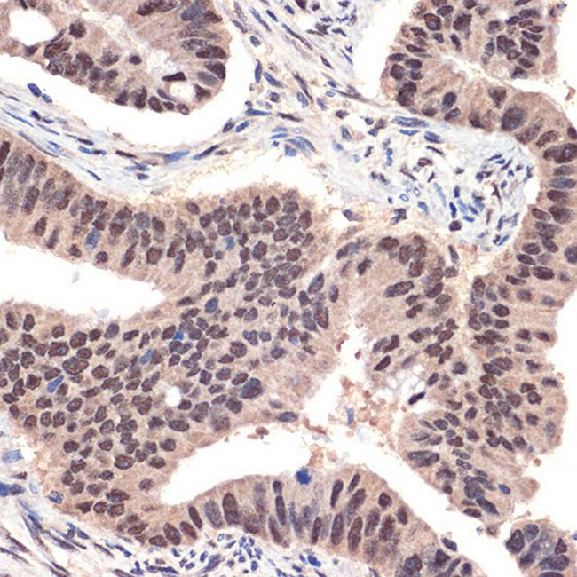 EHMT2 Antibody in Immunohistochemistry (Paraffin) (IHC (P))