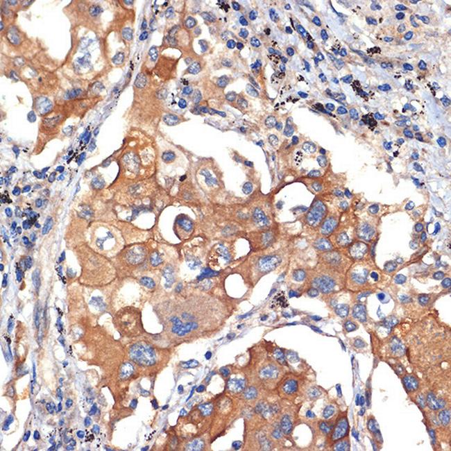 Argonaute 3 Antibody in Immunohistochemistry (Paraffin) (IHC (P))