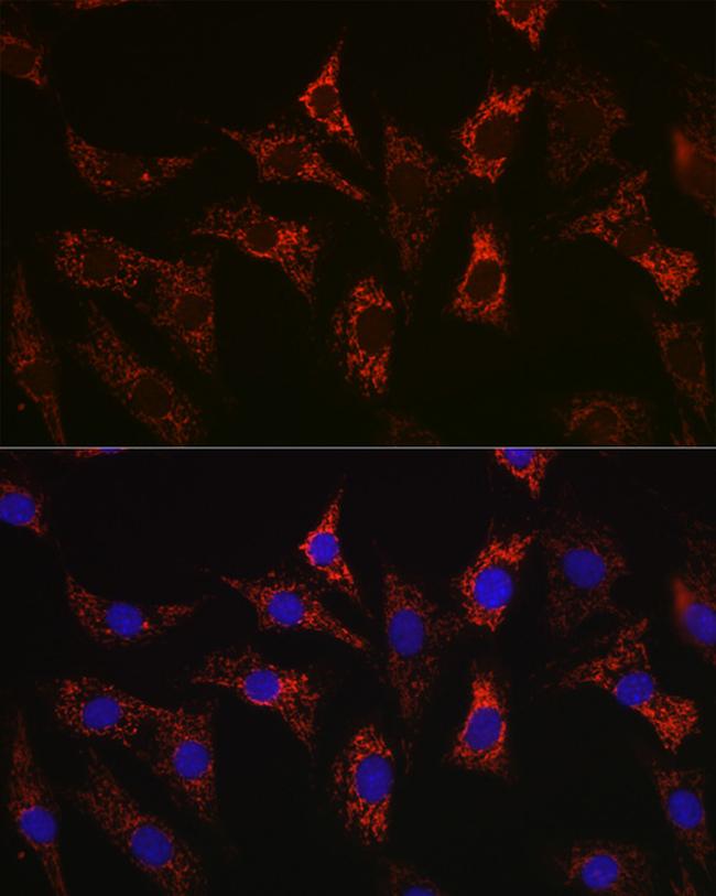 BAX Antibody in Immunocytochemistry (ICC/IF)