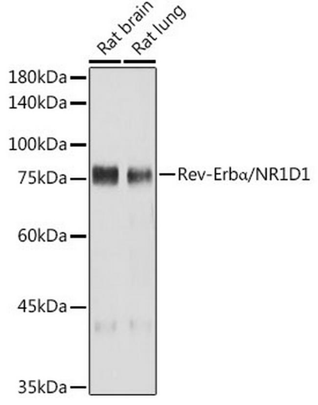 NR1D1 Antibody in Western Blot (WB)