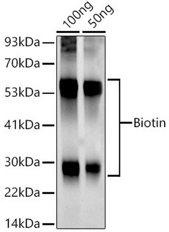 Biotin Antibody in Western Blot (WB)