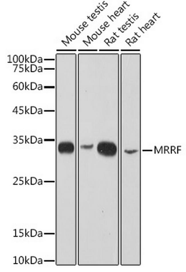 MRRF Antibody in Western Blot (WB)