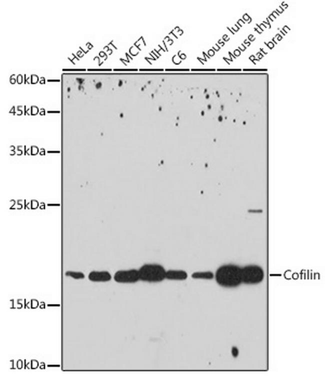 Cofilin Antibody in Western Blot (WB)