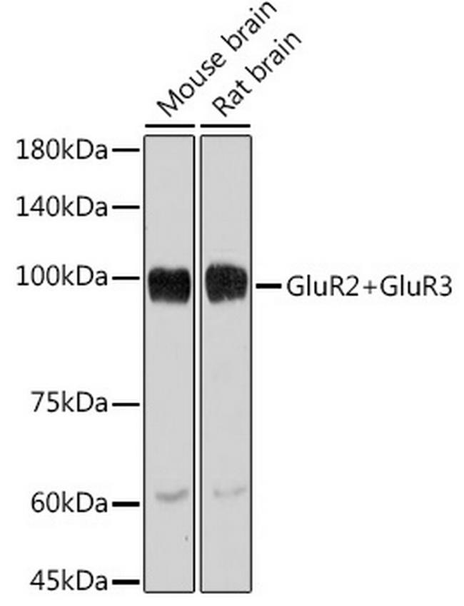 GluR2/GluR3 Antibody in Western Blot (WB)