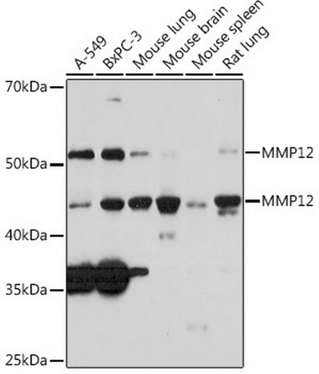 MMP12 Antibody in Western Blot (WB)