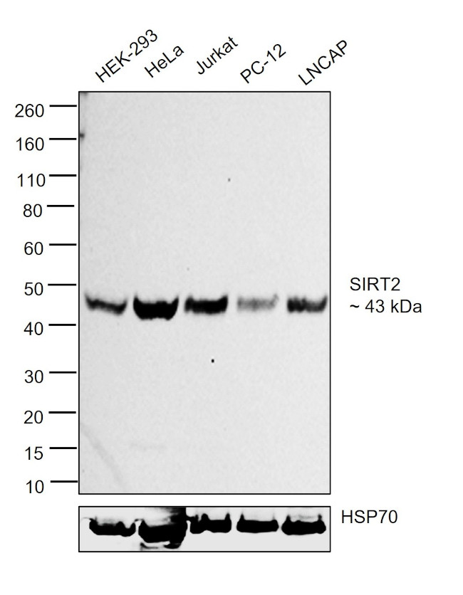 SIRT2 Antibody in Western Blot (WB)