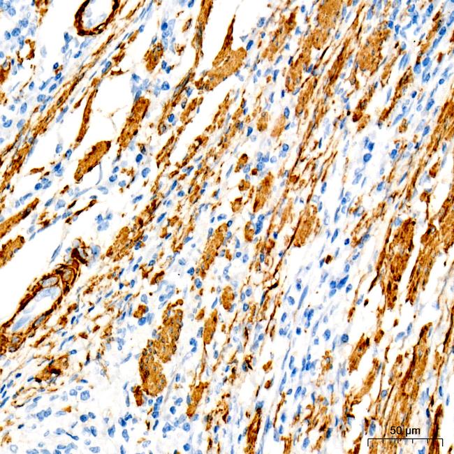 MYH11 Antibody in Immunohistochemistry (Paraffin) (IHC (P))