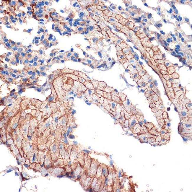 Caveolin 3 Antibody in Immunohistochemistry (Paraffin) (IHC (P))