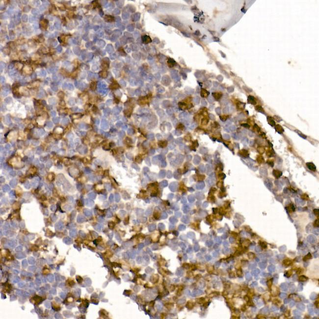 Neutrophil elastase Antibody in Immunohistochemistry (Paraffin) (IHC (P))