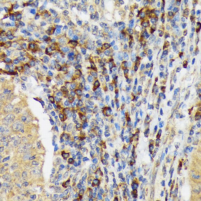 VAV3 Antibody in Immunohistochemistry (Paraffin) (IHC (P))