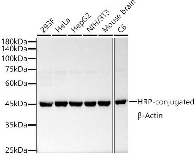 beta Actin Antibody in Western Blot (WB)