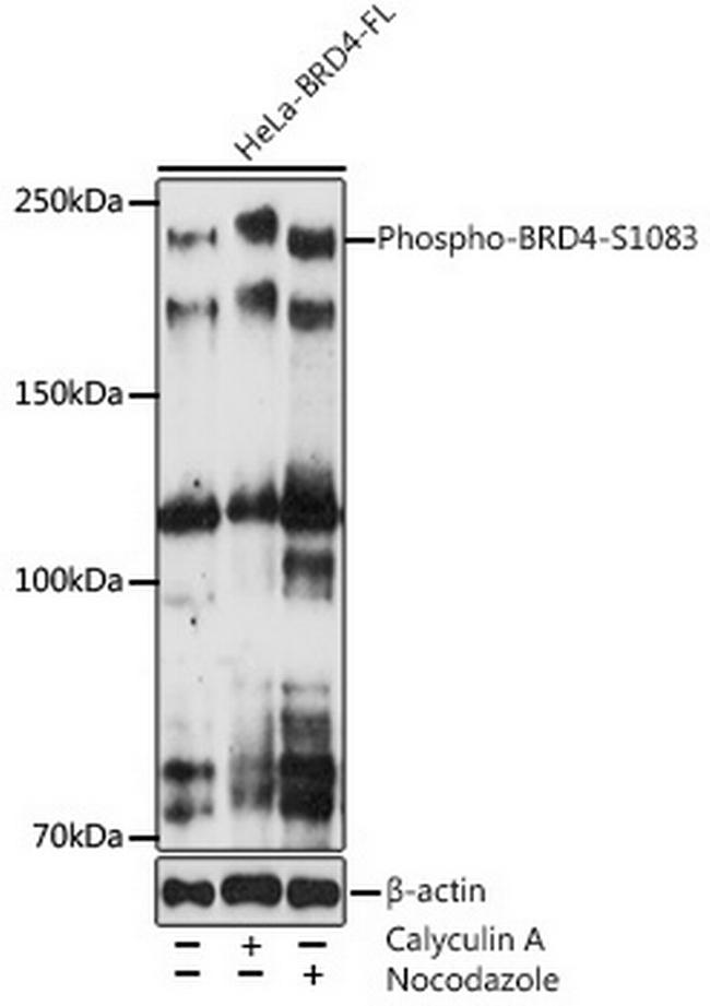 Phospho-BRD4 (Ser1083) Antibody in Western Blot (WB)