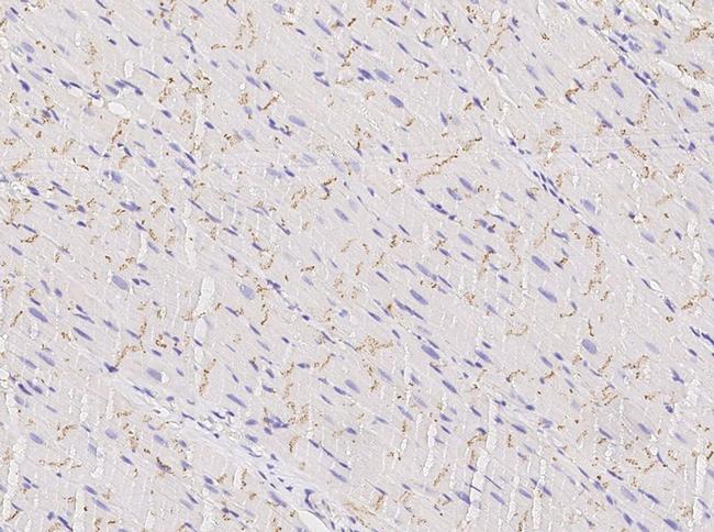 Connexin 43 Antibody in Immunohistochemistry (Paraffin) (IHC (P))