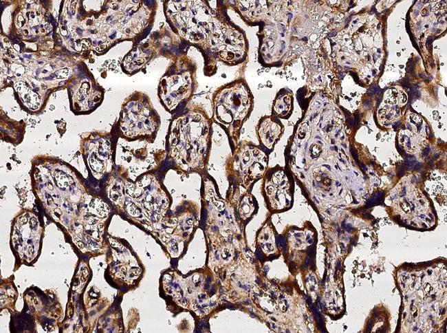 Neuropilin 1 Antibody in Immunohistochemistry (Paraffin) (IHC (P))