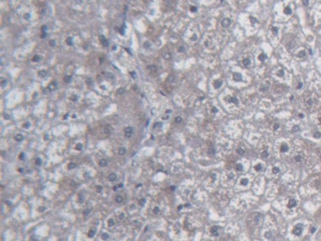 UCN2 Antibody in Immunohistochemistry (Paraffin) (IHC (P))