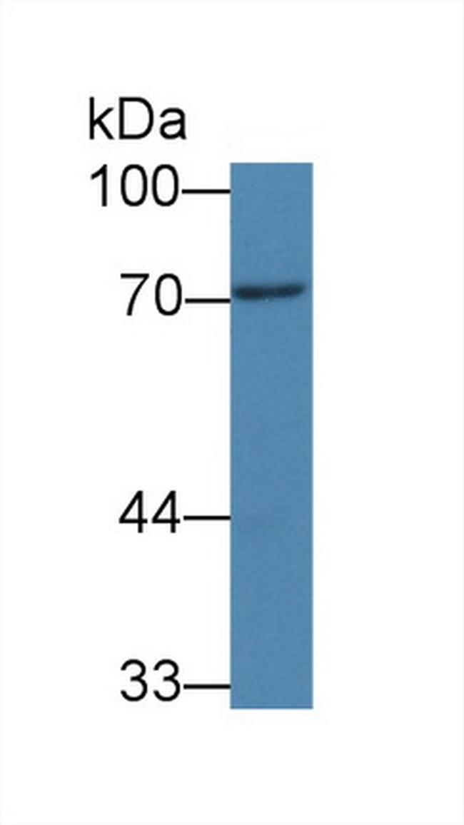 PADI3 Antibody in Western Blot (WB)