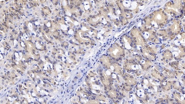 Interferon beta Antibody in Immunohistochemistry (Paraffin) (IHC (P))