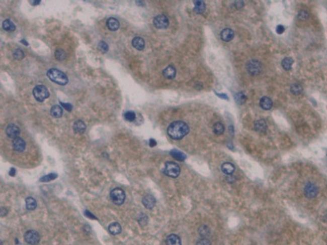 HAMP Antibody in Immunohistochemistry (Paraffin) (IHC (P))