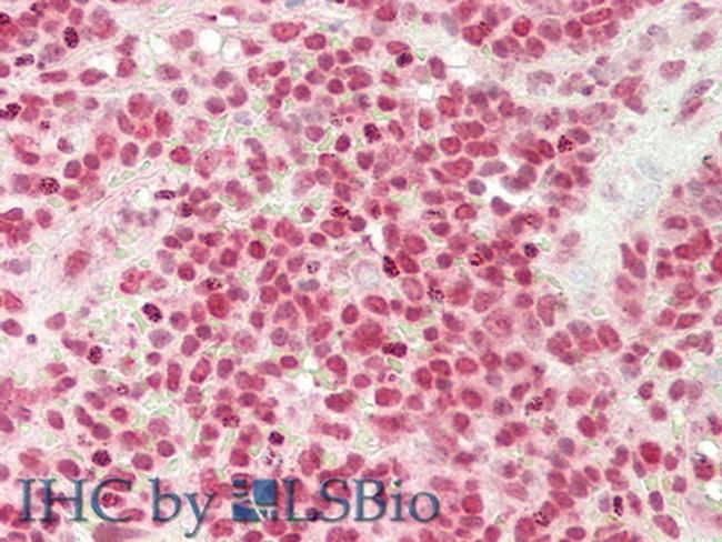 DNASE1 Antibody in Immunohistochemistry (Paraffin) (IHC (P))