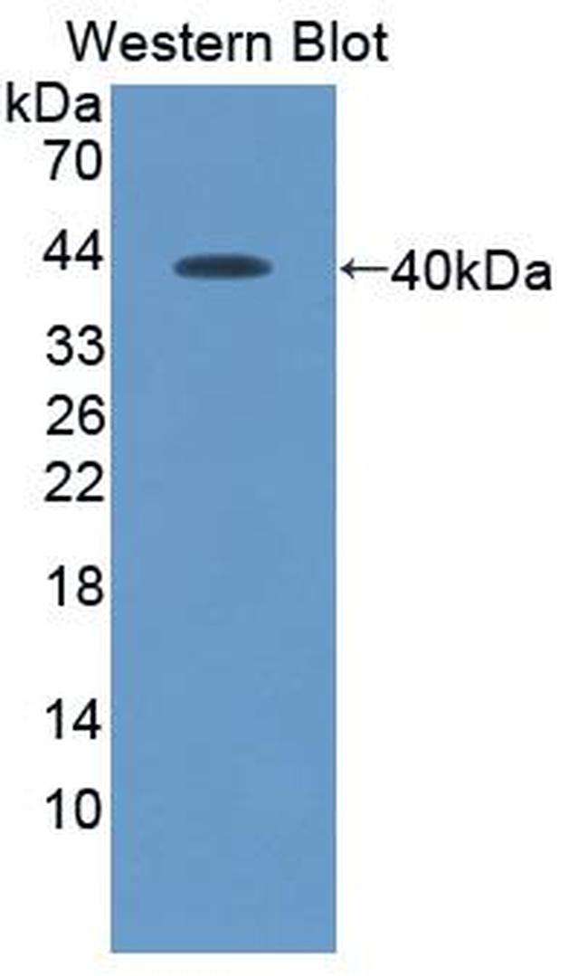 CXCL12 Antibody in Western Blot (WB)