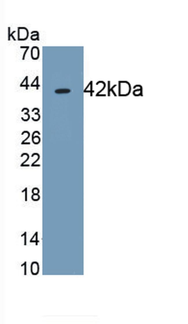 CD63 Antibody in Western Blot (WB)