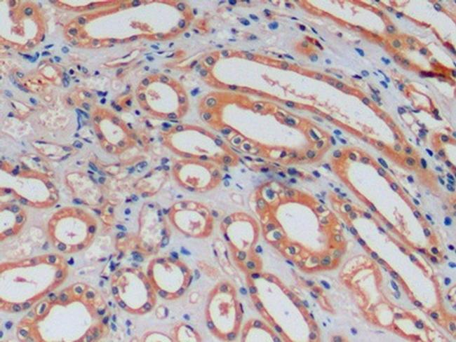 Osteocalcin Antibody in Immunohistochemistry (Paraffin) (IHC (P))