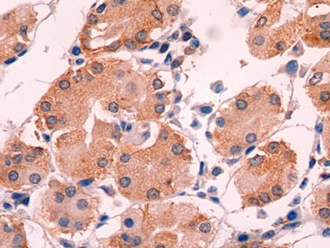 Adrenomedullin Antibody in Immunohistochemistry (Paraffin) (IHC (P))